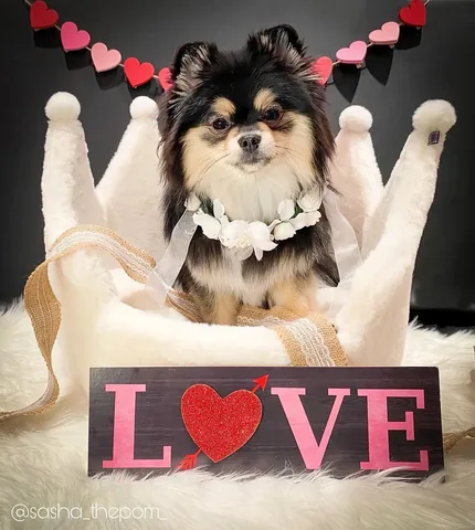 sasha_thepom_ Instagram post about Valentine’s Day greeting