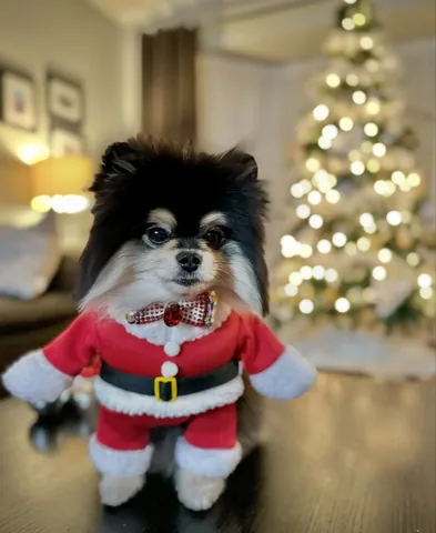 sasha_thepom_ Instagram post about Christmas dog celebration