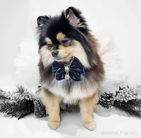 sasha_thepom_ Instagram post about Furdrobe anniversary promotion