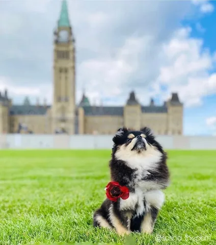 sasha_thepom_ Instagram post about Remembrance Day commemoration