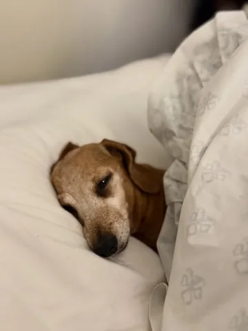 sashawilkins_ Instagram post about Dog humor