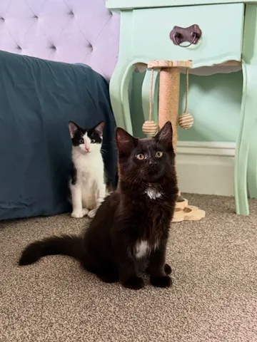 savidgereads Instagram post about Foster kittens