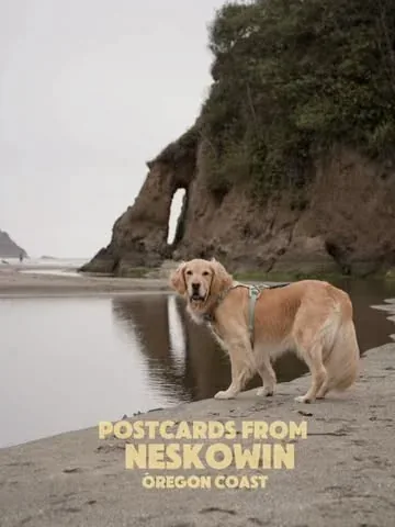 scoutgoldenretriever Instagram post about Dog friendly travel