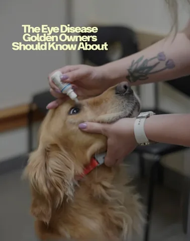 scoutgoldenretriever Instagram post about Canine eye health