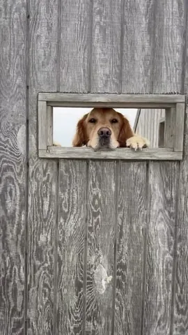 scoutgoldenretriever Instagram post about Pet loss and healing
