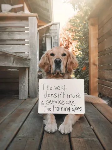 scoutgoldenretriever Instagram post about Service dog education