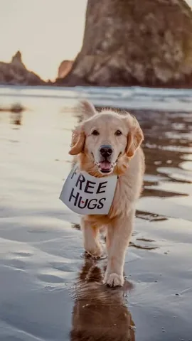 scoutgoldenretriever Instagram post about Pet loss grief