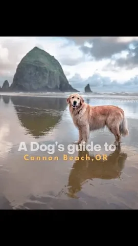 scoutgoldenretriever Instagram post about Dog friendly travel