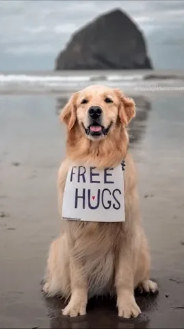 scoutgoldenretriever Instagram post about Pet remembrance