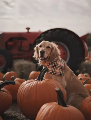 scoutgoldenretriever Instagram post about Autumn with dogs