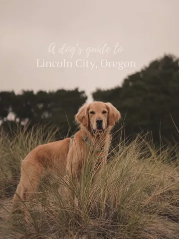 scoutgoldenretriever Instagram post about Dog friendly travel