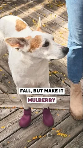 shadow_and_weezer Instagram post about Dog fashion