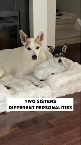 shadow_and_weezer Instagram post about Dog sibling humor
