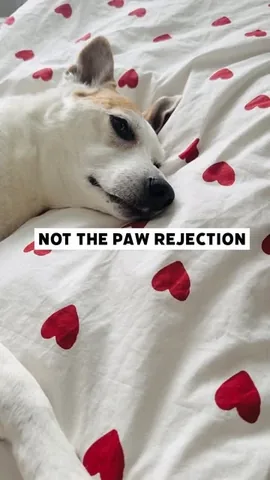 shadow_and_weezer Instagram post about Dog humor