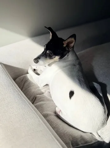 shadow_and_weezer Instagram post about Dog photography