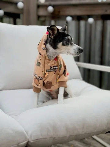 shadow_and_weezer Instagram post about Dog clothing
