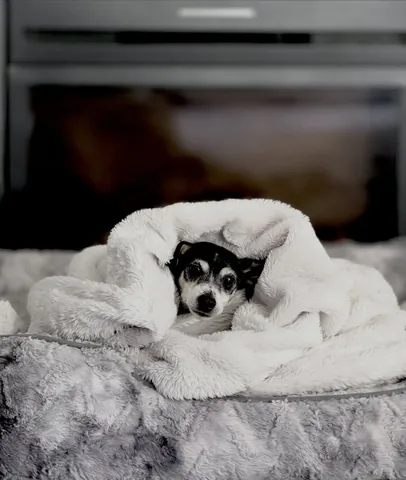 shadow_and_weezer Instagram post about Cozy dog lifestyle