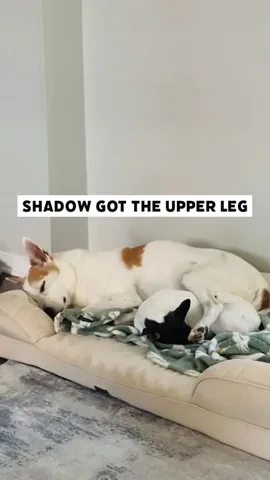 shadow_and_weezer Instagram post about Dog sibling humor
