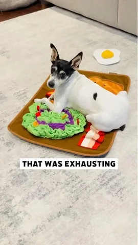 shadow_and_weezer Instagram post about Dog humor