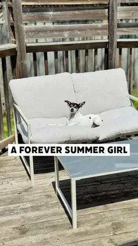 shadow_and_weezer Instagram post about Dog lifestyle