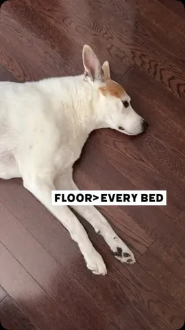 shadow_and_weezer Instagram post about Dog humor
