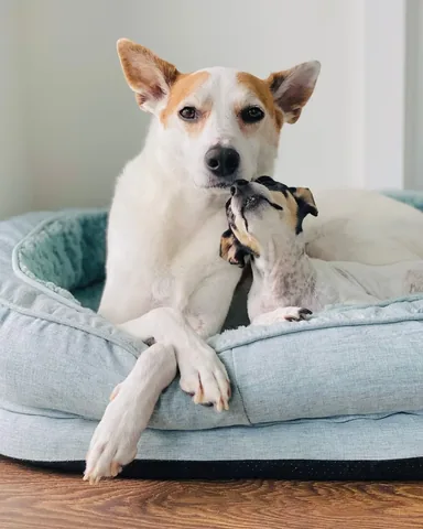 shadow_and_weezer Instagram post about Dog lifestyle and humor