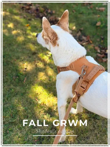 shadow_and_weezer Instagram post about Dog walking accessories