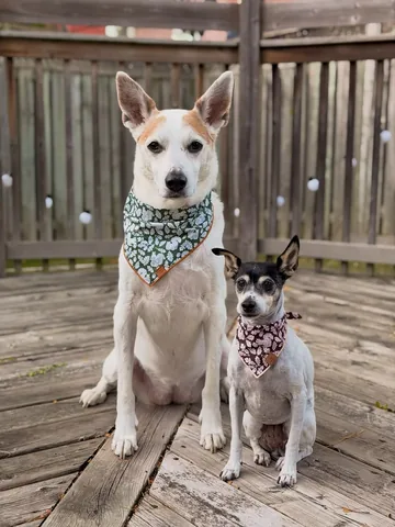shadow_and_weezer Instagram post about Dog accessories