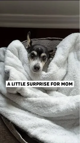 shadow_and_weezer Instagram post about Dog humor