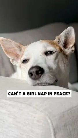 shadow_and_weezer Instagram post about Dog humor
