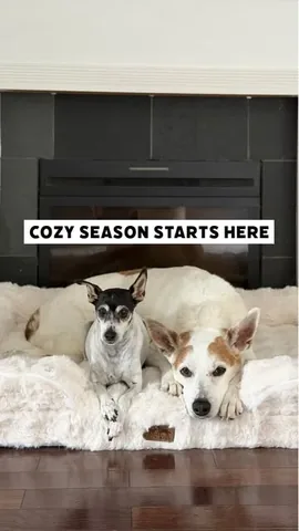 shadow_and_weezer Instagram post about Dog bed review