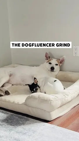 shadow_and_weezer Instagram post about Dog humor