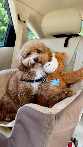 sharonandteddytakethecity Instagram post about Dog birthday