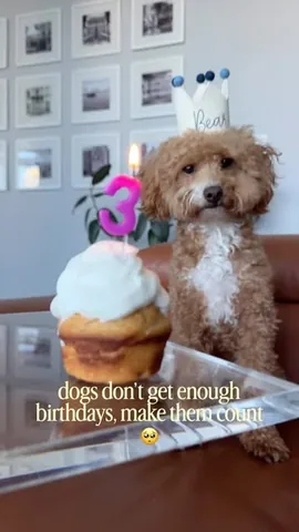 sharonandteddytakethecity Instagram post about Dog birthday