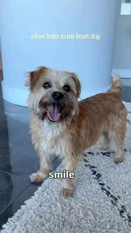 sharonandteddytakethecity Instagram post about Fresh dog food