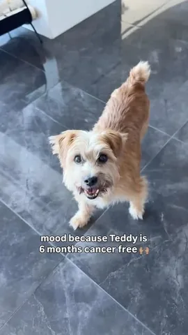 sharonandteddytakethecity Instagram post about Pet cancer remission