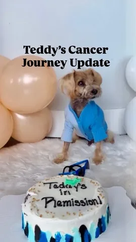 sharonandteddytakethecity Instagram post about Pet cancer remission