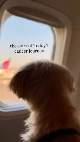 sharonandteddytakethecity Instagram post about Pet cancer journey