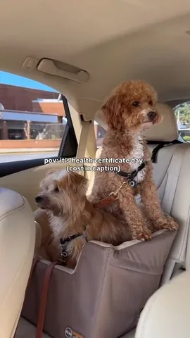 sharonandteddytakethecity Instagram post about International dog travel requirements