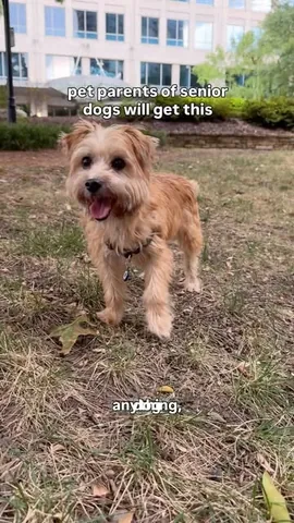 sharonandteddytakethecity Instagram post about Dog supplements