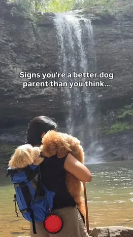 Sharon + Teddy & Bear | Content Creator | Dog Mom Lifestyle Instagram post thumbnail