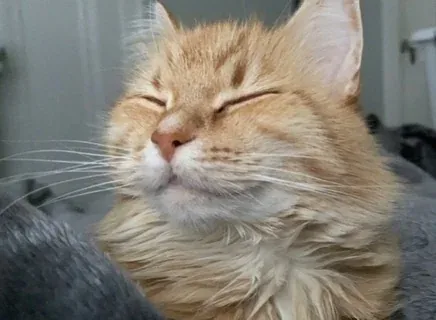 shugishugii Instagram post about Loss of a pet