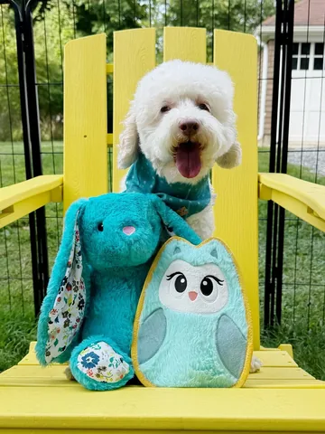 skyliedoodle Instagram post about Dog birthday celebration