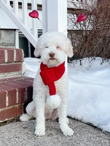 skyliedoodle Instagram post about Valentine’s Day
