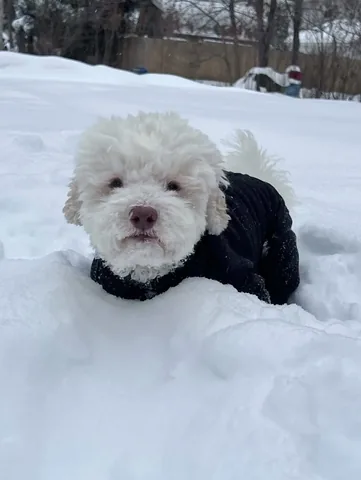 skyliedoodle Instagram post about Snow day humor