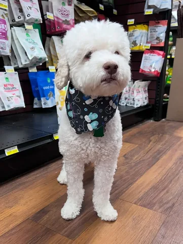 skyliedoodle Instagram post about Dog treats