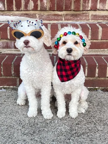 skyliedoodle Instagram post about New Year’s Eve