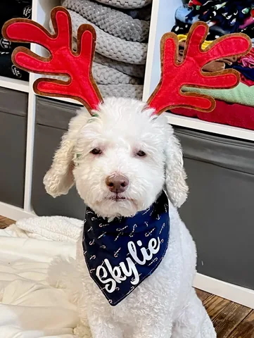 skyliedoodle Instagram post about Christmas celebration