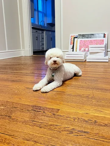 skyliedoodle Instagram post about Moving to a new house