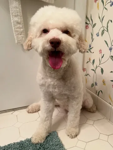 skyliedoodle Instagram post about Holiday photo preparation
